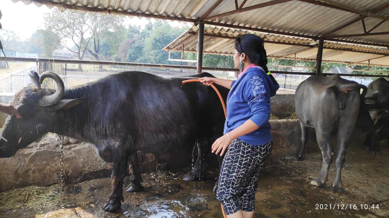 Washing Of Buffaloes During ETP